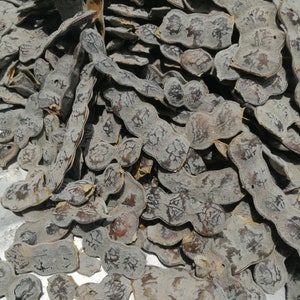 Acacia nilotica/shittah/ Nep-Nep/Neb-Neb pods - 1000g/1kg