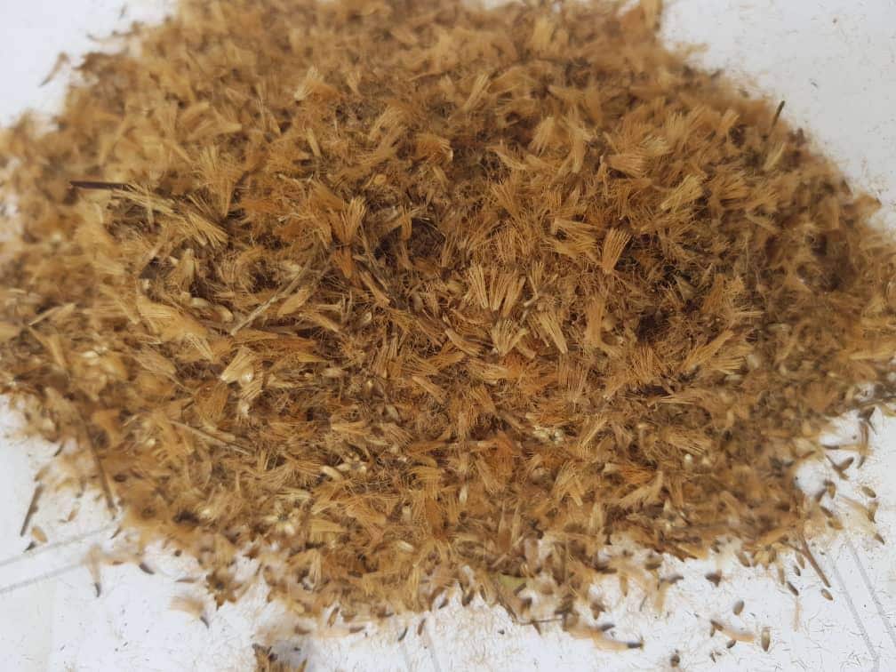 Voacanga seeds - Etsy 日本
