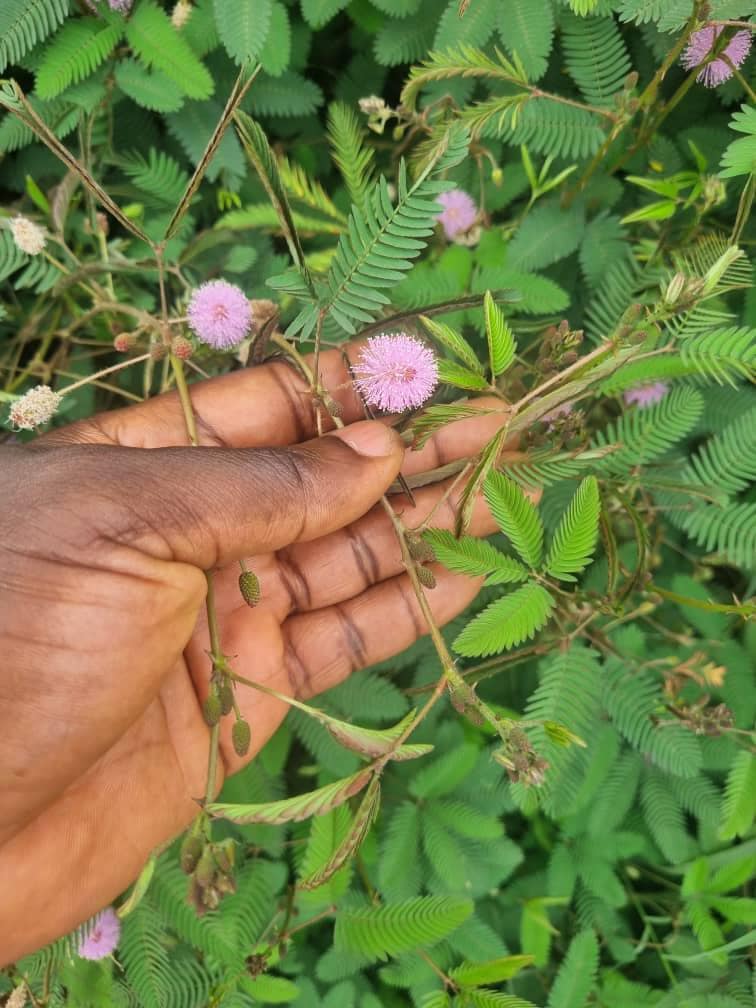 Mimosa Pudica Herb / Sensitive Plant/herb/powder - Etsy