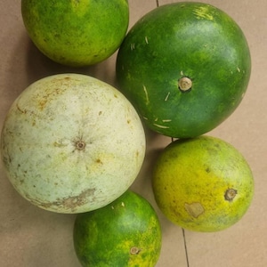 Citrullus/Colocyntis/Bitterapfel/Samen/Früchte