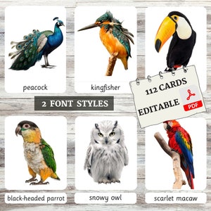 Flashcards de pássaros • Flashcards Montessori • Vocabulário • Cartões de nomenclatura • Cartões de 3 partes • Educacional • PDF editável • Flashcards para impressão