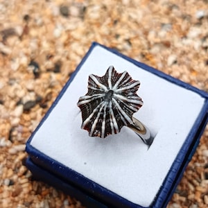 Kauai Opihi 'awa Shell Adjustable Ring: Stainless steel Hawaiian Jewelry,