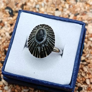 May include: A silver ring featuring a black and white seashell design. The ring is set in a blue jewelry box with a white interior, displayed against a background of sand and small pebbles. The seashell has a radial pattern.