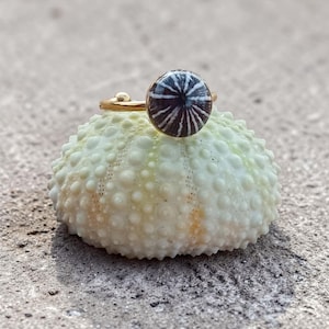 Anillo ajustable de concha Opihi 'awa: acero inoxidable chapado en oro, nunca se decolora, joyería hawaiana, regalo del Día de la Madre