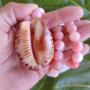 May include: A necklace featuring a large, natural seashell pendant with brown and white markings. The pendant is paired with a strand of pink, round beads. The necklace is held against a backdrop of green leaves.