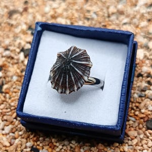 May include: A silver ring featuring a natural seashell centerpiece. The shell is dark brown with white radial stripes. The ring is presented in a blue jewelry box with a white interior, set against a background of small pebbles.