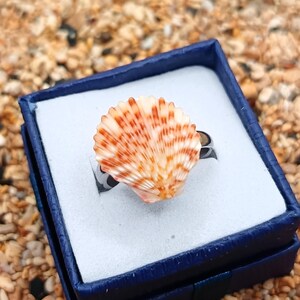 Puede incluir: Un anillo de concha con una banda plateada, presentado en una caja de joyería azul. El anillo presenta una concha en forma de abanico con rayas naranjas y blancas. El fondo es una vista borrosa de una playa con pequeños guijarros.