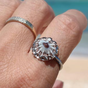 Hawaiian Opihi Shell Ring, Adjustable Stainless Steel Bezel Band, Opihi Shell Jewelry, Beach Lovers Gift, Kauai Souvenir, Ocean Gift For Her