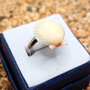 May include: A silver ring featuring a natural, cream-colored scallop shell. The shell is mounted on a simple silver band and is presented in a blue ring box with a white interior. The shell has a hint of pink.
