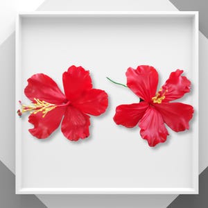 May include: Two red hibiscus flowers with yellow centres. The flowers are on a white background.