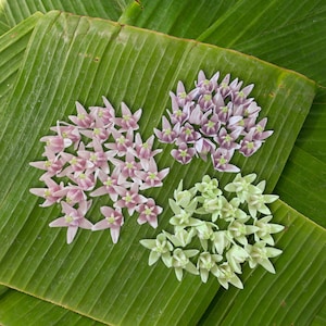 50 pcs Clay Crown Flower with base in White, Purple, and Pink for Garlands, Lei, Wedding Decor, and Event decorations.