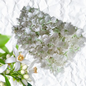 100 pezzi di fiori di gelsomino in fiore in carta velina, 2,3 cm - Perfetti per realizzare ghirlande, gioielli e lavori artigianali decorativi.