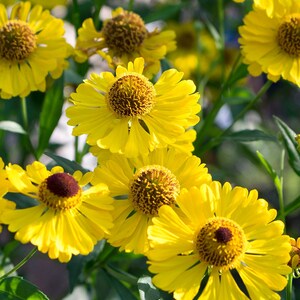 May include: A cluster of bright yellow flowers with dark brown centers and green foliage. The flowers have multiple petals and are in full bloom, creating a vibrant display. The image is a close-up shot, highlighting the details of the flowers.