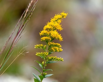 4 Live Wrinkled Leaf Goldenrod Plants, Solidago rugosa