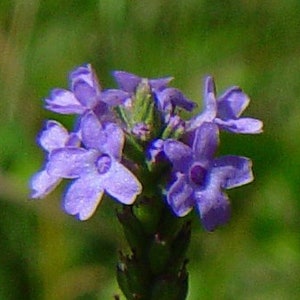 4 Live Blue Vervain Plants, Verbena hastata