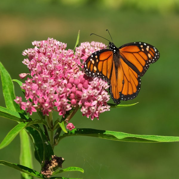 4 Live Swamp Milkweed Plants, Asclepias incarnata