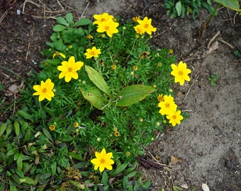 4 Live Prairie Coreopsis Plants, Coreopsis palmata