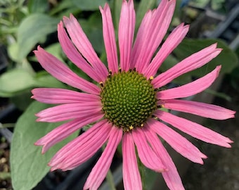 4 Live Tennessee Coneflower Plants, Echinacea tennesseensis
