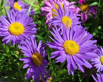 4 Live New England Aster Plants, Symphyotrichum novae angliae