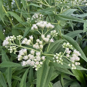 4 Live Boneset Plants, Eupatorium perfoliatum