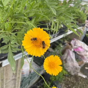 4 Live Lanceleaf Coreopsis Plants, Coreopsis lanceolata