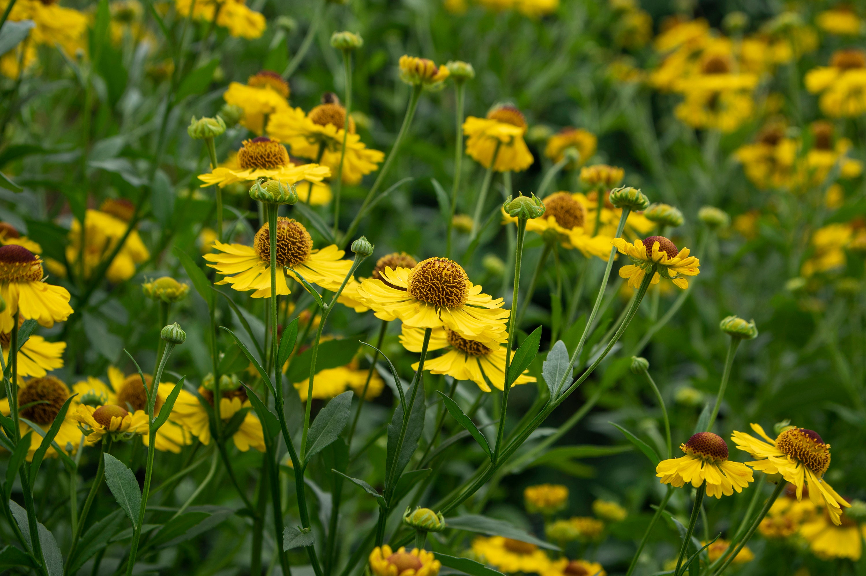 4 Live Sneezeweed Plants, Helenium Autumnale - Etsy