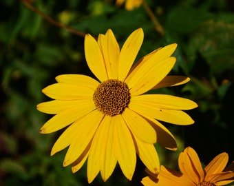 4 Live Early or Oxeye Sunflower Plants, Helianthus helianthoides