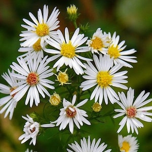 4 Live Panicled Aster Plants, Symphyotrichum lanceolatum