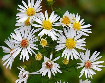 4 Live Panicled Aster Plants, Symphyotrichum lanceolatum