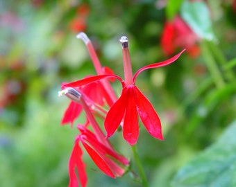 4 Live Cardinal Flower Plants, Lobelia cardinalis