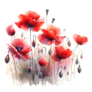 Clipart coquelicot rouge aquarelle, 11 fichiers JPG haute qualité, Clipart fleur d'été, fabrication de cartes, carnet de voyage, créations en papier UTILISATION COMMERCIALE | AF0602-1