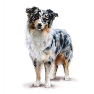 Clipart di pastore australiano, 10 JPG di alta qualità, Clipart di razza di cane australiano ad acquerello, Creazione di biglietti, Diario di scarto, Lavori di carta / AF0626