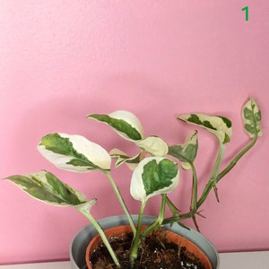 Pothos N'Joy