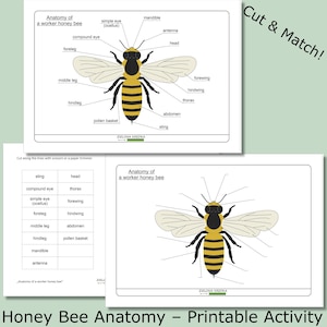 Honey Bee Anatomy Diagram | Printable Montessori English Vocabulary Activity for Kids PDF