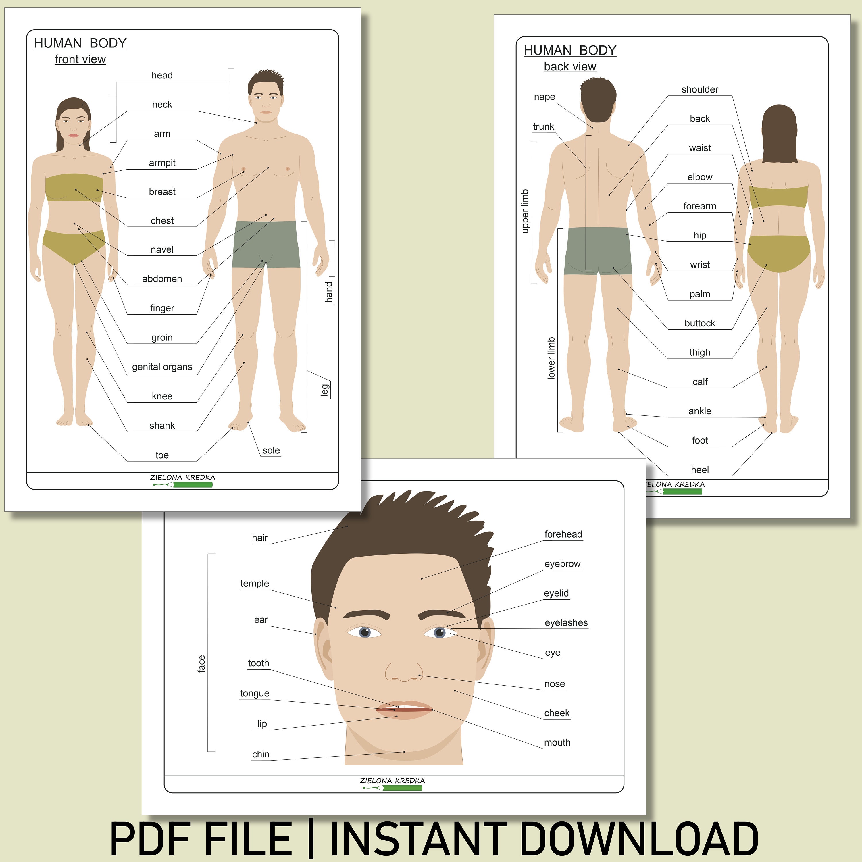 Parts of the Human Body Diagram | Printable Science Activity | Kids Learning PDF | Homeschool & Classroom Use