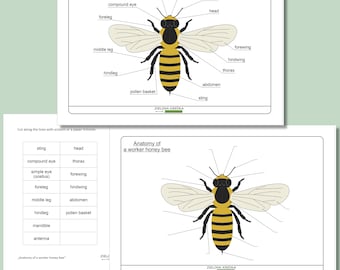 Arbeiter Honigbiene Anatomie Diagramm | Druckbare Teile einer Bienen-Aktivitätenseite für Kinder | Lern-PDF für Homeschool & Klassenzimmer