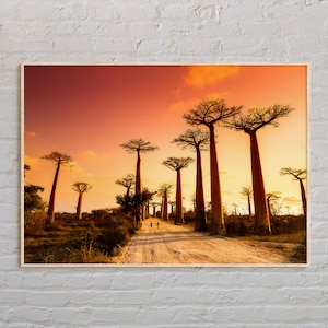 Echtes Foto, Madagaskar-Druck, Madagaskar-Wandkunst, Madagaskar-Poster, Madagaskar-Foto, Madagaskar-Poster-Druck, Madagaskar-Dekor