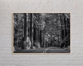 Black and White, Redwoods Print, Redwoods Wall Art, Redwoods Poster, Redwoods Photo, Redwoods Poster Print, Redwoods Decor, California