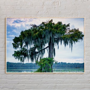 Real Photo, Louisiana Print, Louisiana Wall Art, Louisiana Poster, Louisiana Photo, Louisiana Poster Print, Louisiana Wall Decor, USA
