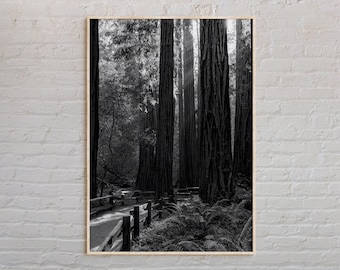 Zwart-wit, print Muir Woods National Monument, Muir Woods Wall Art, Muir Woods-poster, Muir Woods-foto, Muir Woods-decor