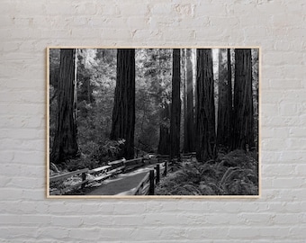 Zwart-wit, Muir Woods National Monument-print, Muir Woods-muurkunst, Muir Woods-poster, Muir Woods-foto, Muir Woods-decor, Californië