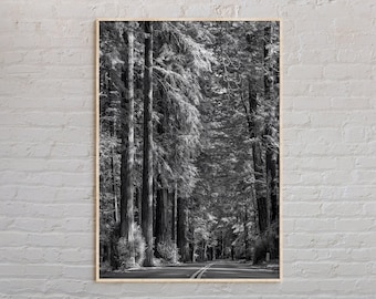 Black and White, Redwoods Print, Redwoods Wall Art, Redwoods Poster, Redwoods Photo, Redwoods Poster Print, Redwoods Decor, California