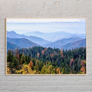 Real Photo, Sequoia National Park Print, Sequoia Wall Art, Sequoia Poster, Sequoia Photo, Sequoia Poster Print, California Poster