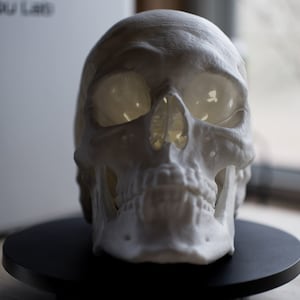 以下が含まれることがあります： 目と歯が見える白い3Dプリントされた人間の頭蓋骨です