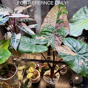 Alocasia Yucatan Princess Pink - Etsy