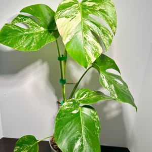 Monster Albo,  rooted in a          5 inch pot. A beautiful albo that has a new leaf on the way. K60