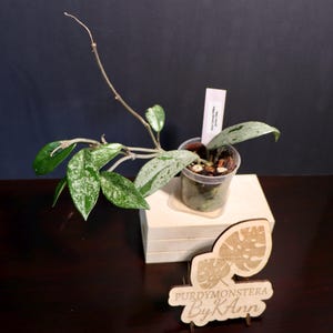 Hoya Wilbur graves china. Several growth points.