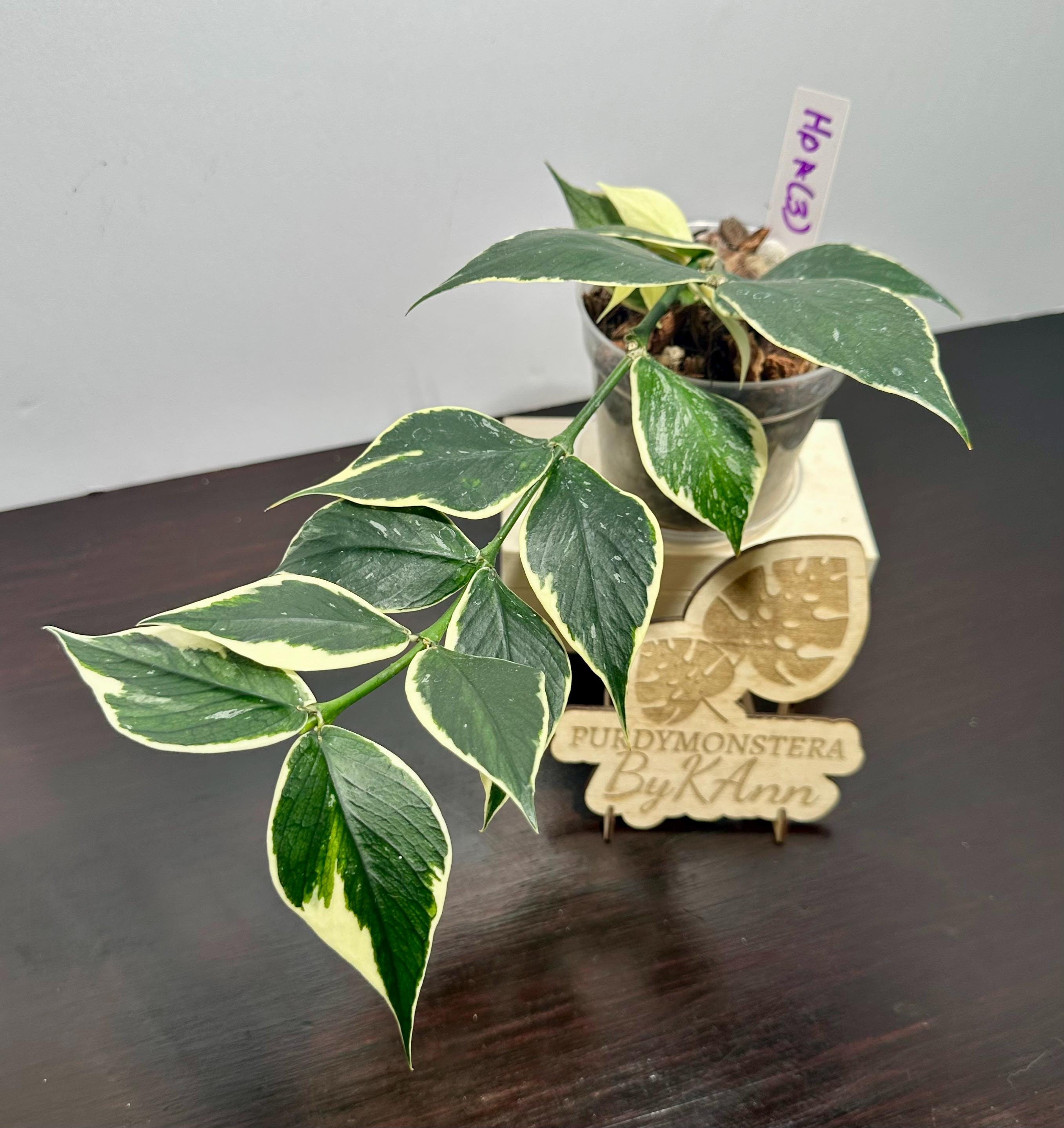 Hoya polyneura plant - Etsy 日本