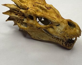 Cráneo de dragón pintado a mano / DND / D&D / TTRPG / Mesa / Miniatura / Mini