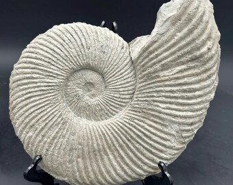 Beautiful Texas Cretaceous dino-Age Fossil Ammonite, 10.5” diameter oxytropidoceras sp., Goodland formation, Benbrook TX!